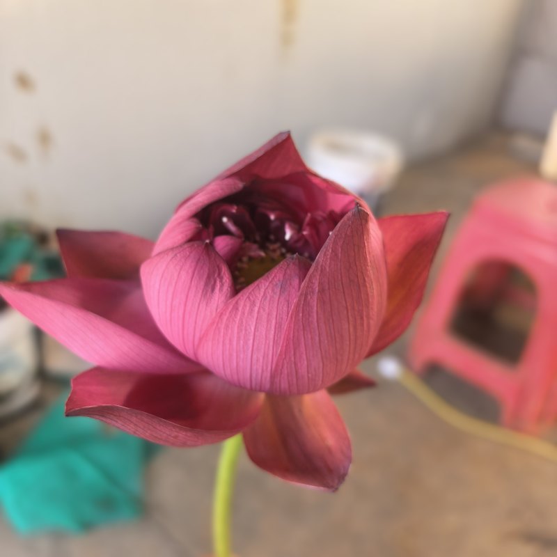 新鲜荷花带杆花苞鲜切花观赏莲蓬家用花卉供佛莲花鲜花摆