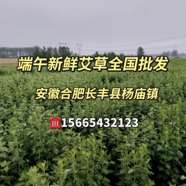 端午新鲜艾草