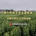 端午新鲜艾草