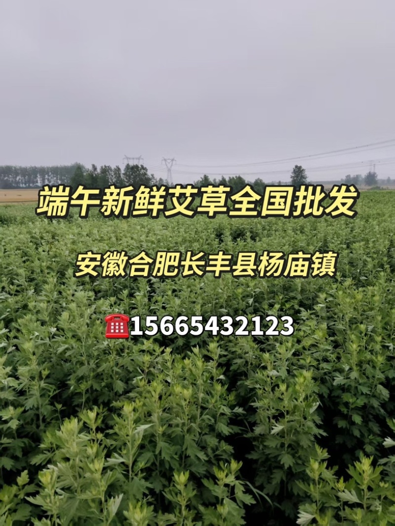 端午新鲜艾草