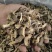 鹿茸菇干干货鹿茸菇中条对接食堂商用无硫味浓新货