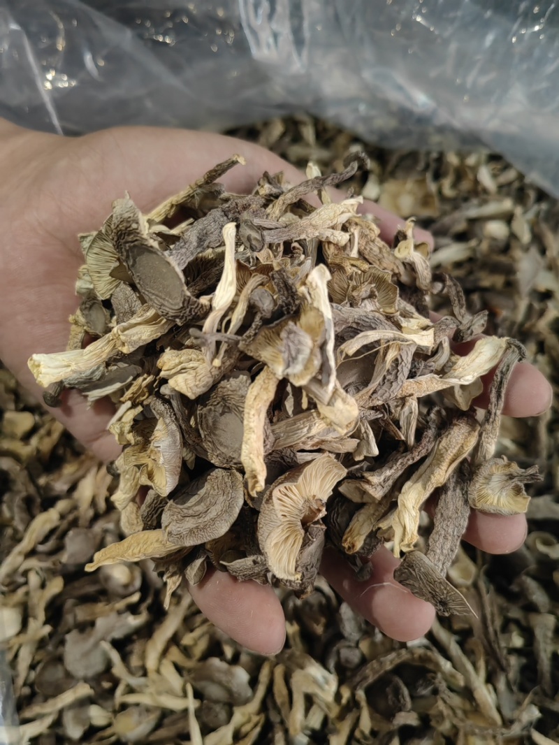 鹿茸菇干干货鹿茸菇中条对接食堂商用无硫味浓新货