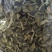 鹿茸菇干干货鹿茸菇中条对接食堂商用无硫味浓新货