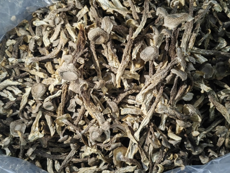 鹿茸菇干干货鹿茸菇中条对接食堂商用无硫味浓新货