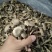 鹿茸菇干干货鹿茸菇中条对接食堂商用无硫味浓新货