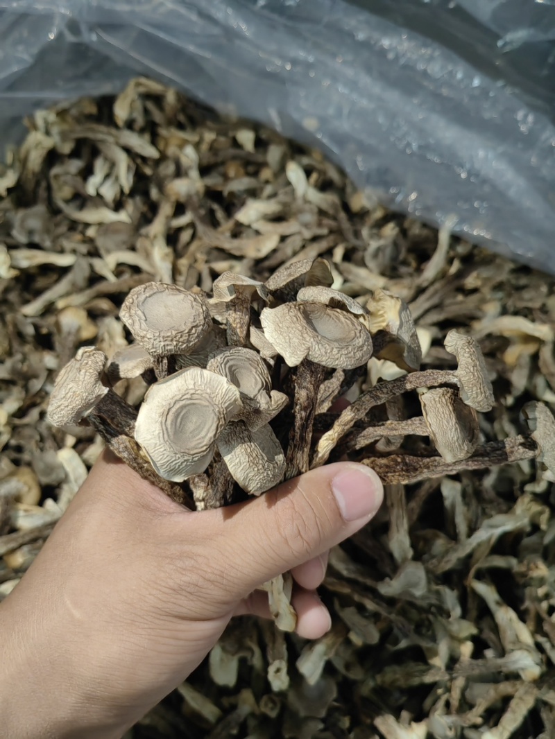 鹿茸菇干干货鹿茸菇中条对接食堂商用无硫味浓新货