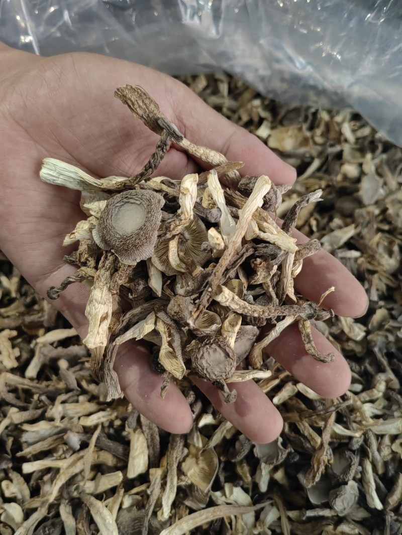 鹿茸菇干干货鹿茸菇中条对接食堂商用无硫味浓新货