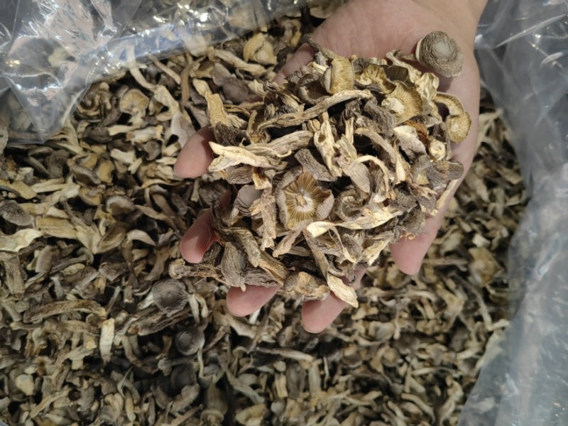 鹿茸菇干干货鹿茸菇中条对接食堂商用无硫味浓新货