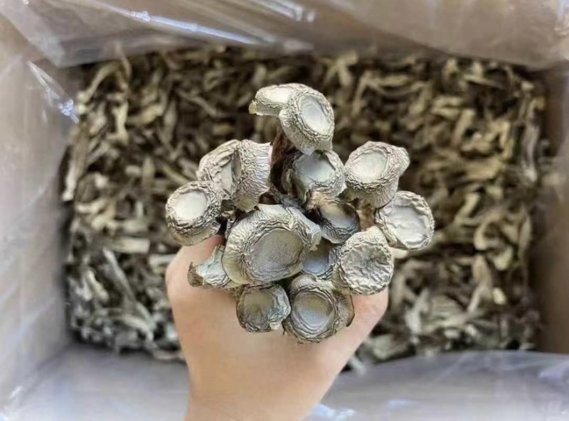 鹿茸菇干干货鹿茸菇中条对接食堂商用无硫味浓新货