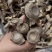 鹿茸菇干干货鹿茸菇中条对接食堂商用无硫味浓新货