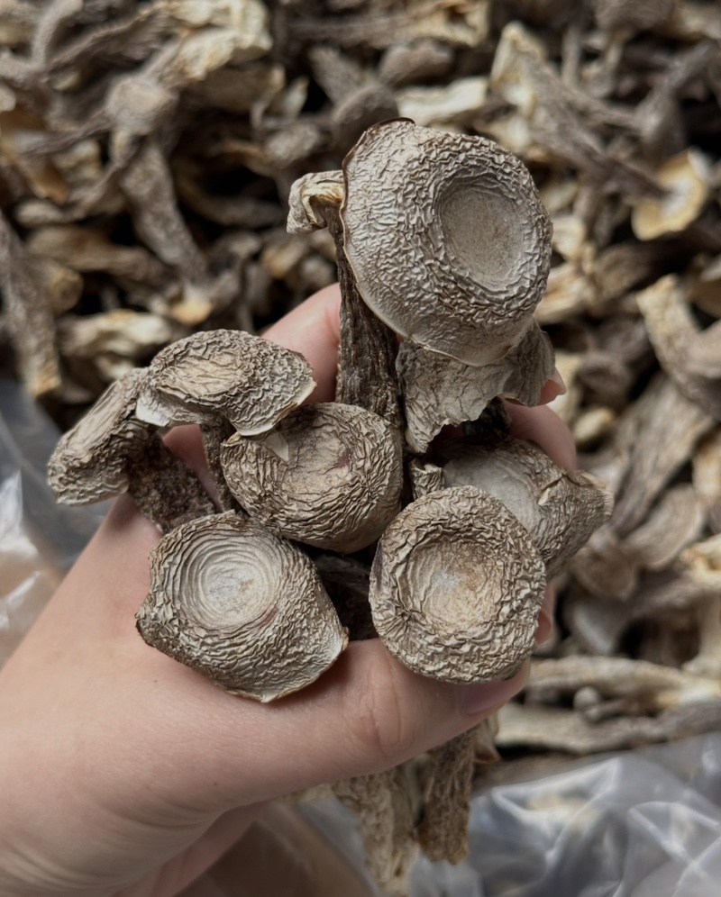 鹿茸菇干干货鹿茸菇中条对接食堂商用无硫味浓新货