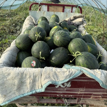 嘉宝瓜4K无籽西瓜好吃精品大量现货新鲜采摘发全国