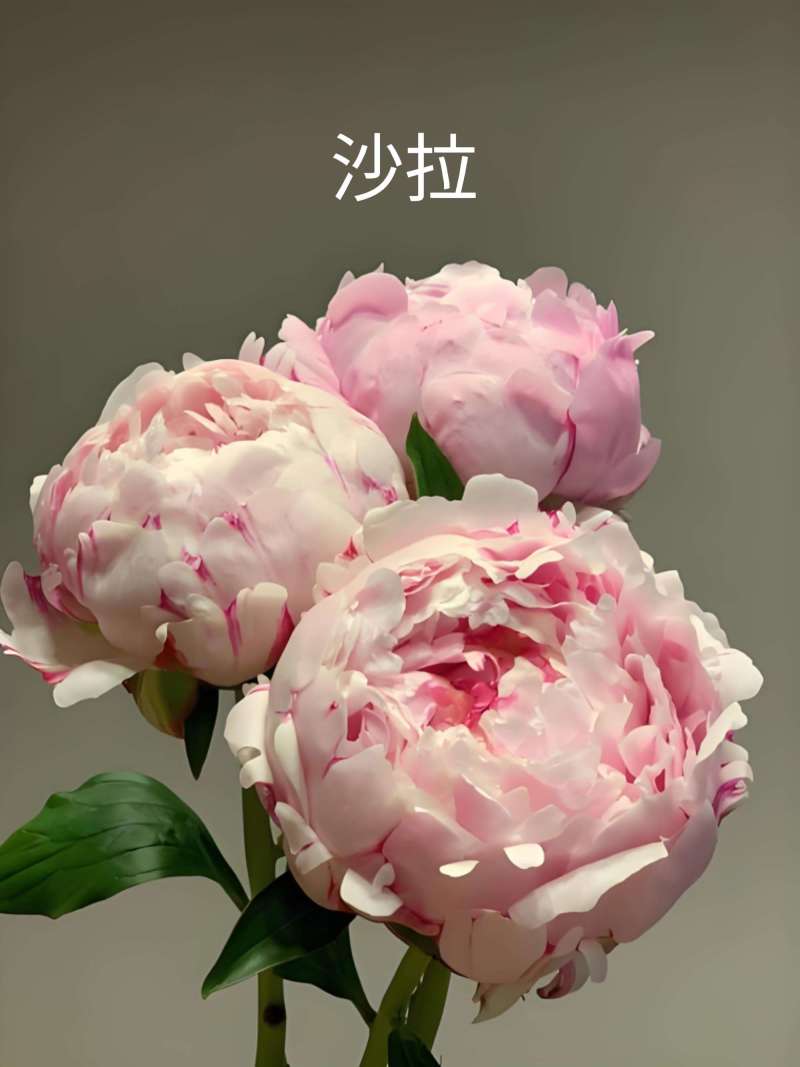出售2年莎拉种苗