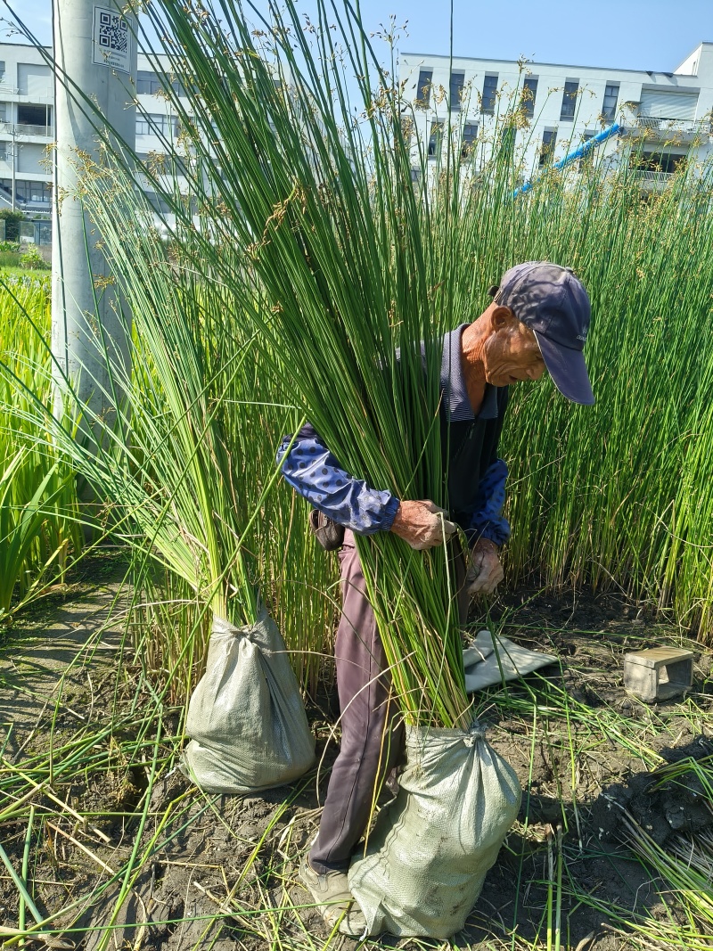 水生植物水葱地苗，基地有量，欢迎来一亩田订购。