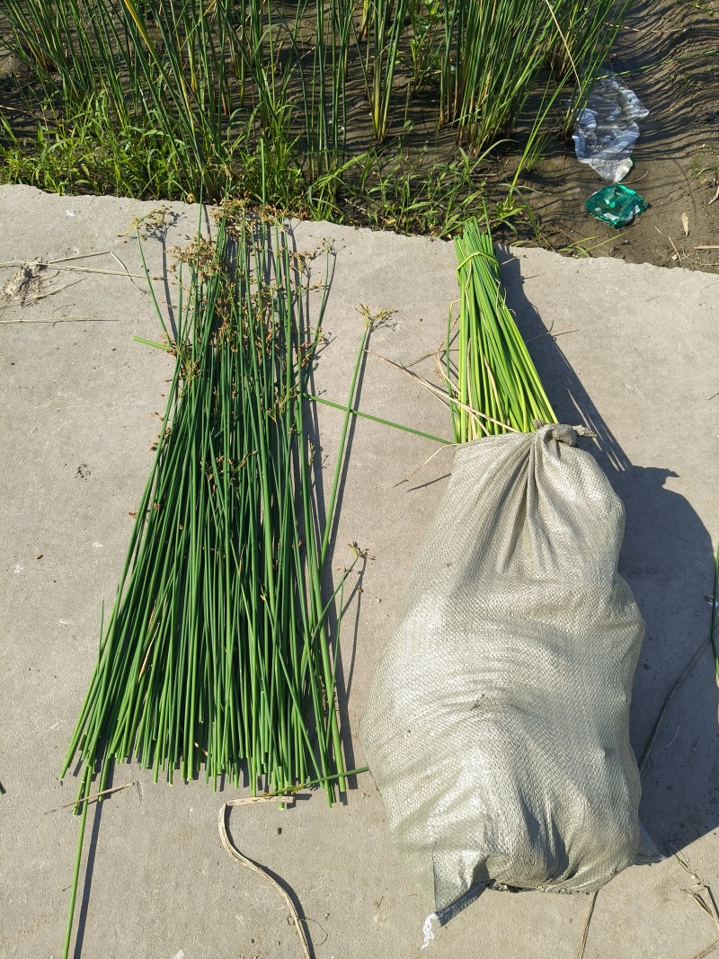 水生植物水葱地苗，基地有量，欢迎来一亩田订购。