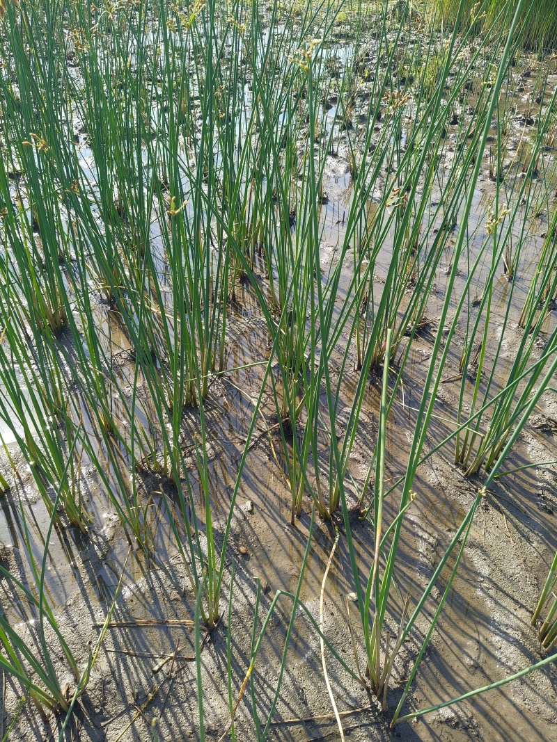 水生植物水葱地苗，基地有量，欢迎来一亩田订购。