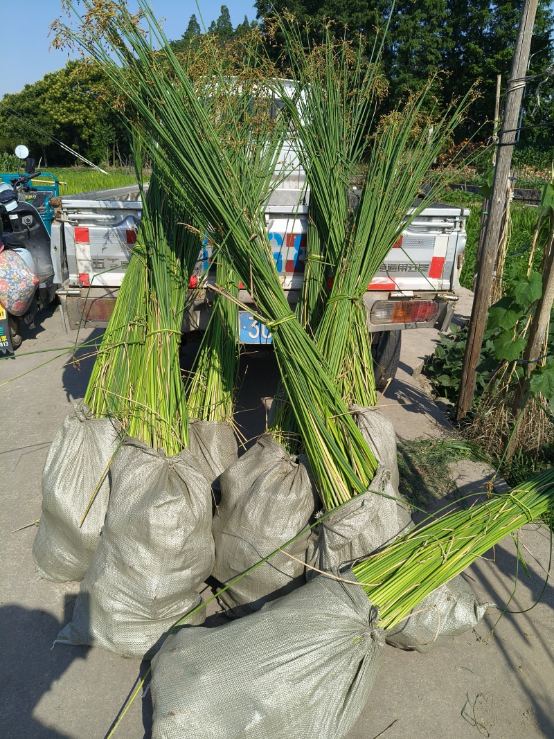 水生植物水葱地苗，基地有量，欢迎来一亩田订购。
