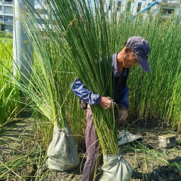 水生植物水葱地苗，基地有量，欢迎来一亩田订购。