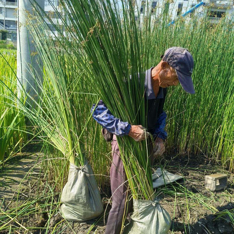 水生植物水葱地苗，基地有量，欢迎来一亩田订购。