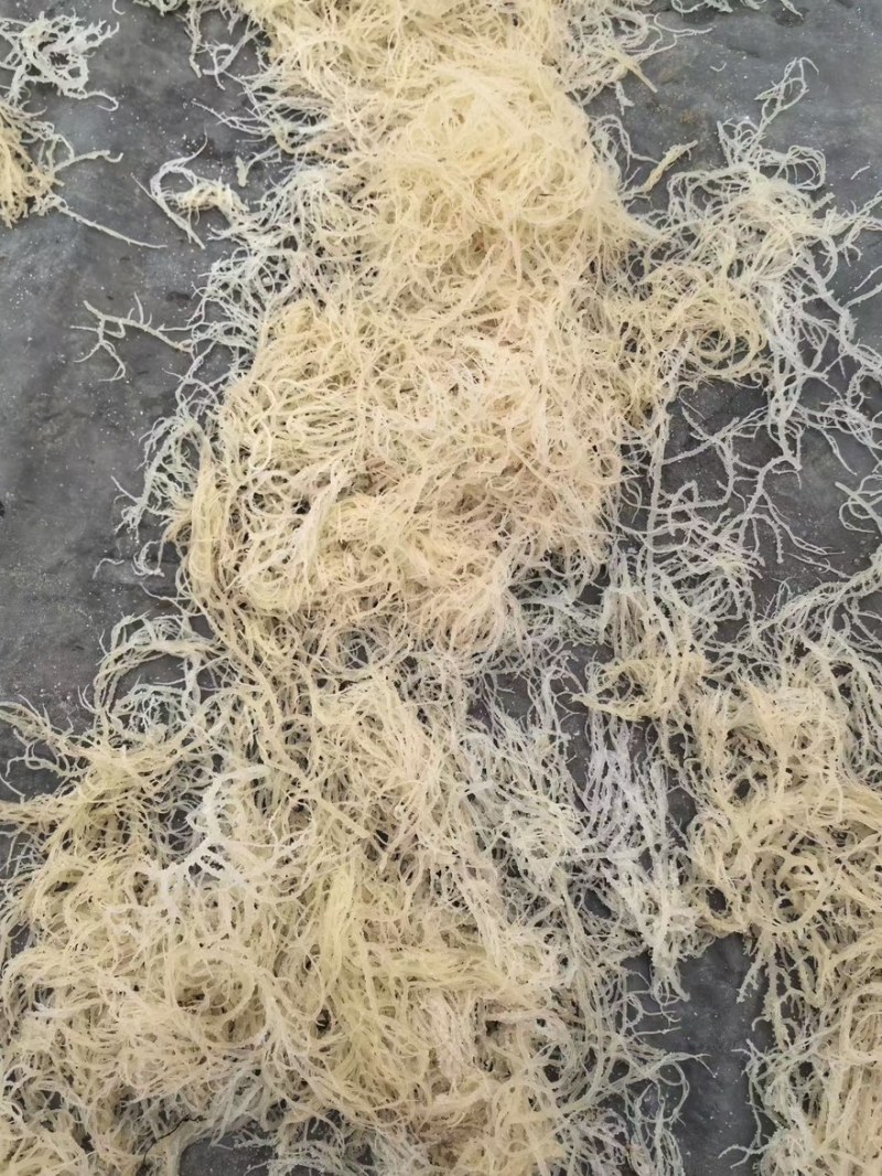 【石花菜干货】高泡发食堂商用干净无沙源头厂家直发