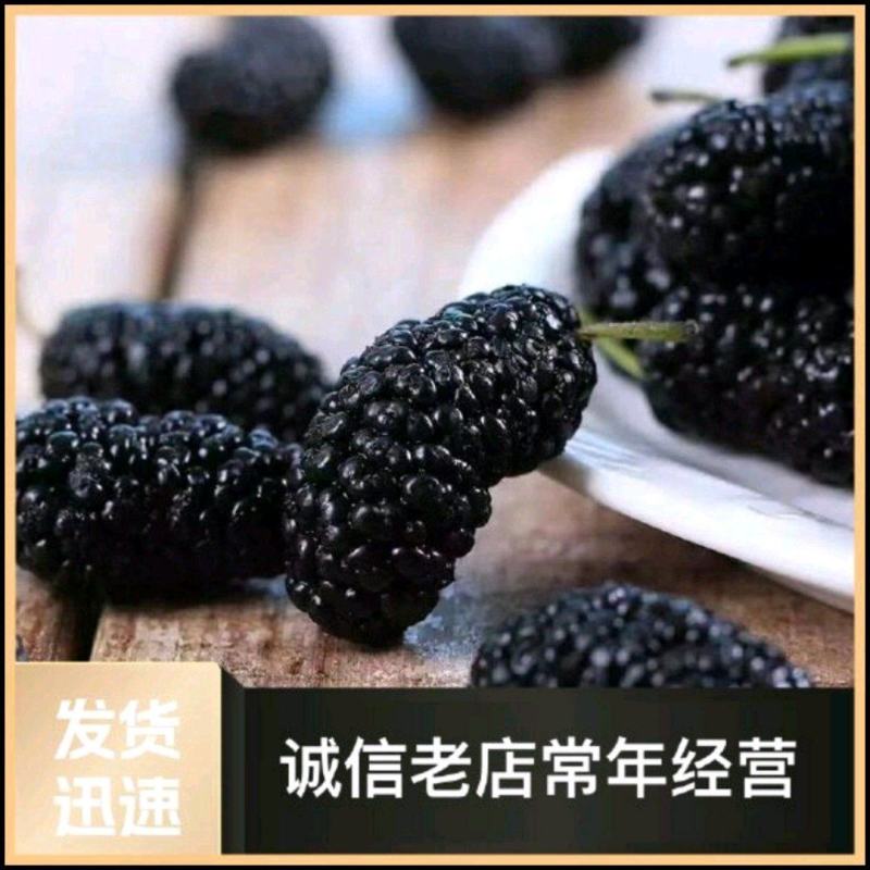 桑葚干