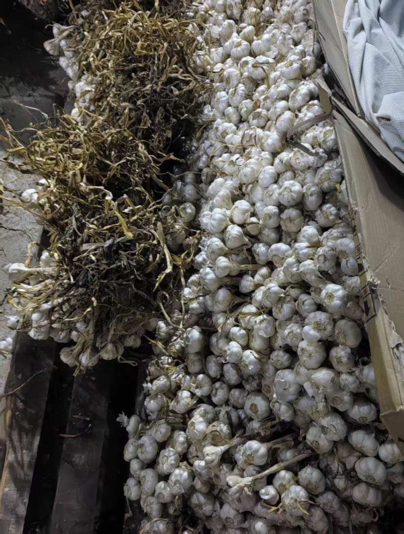 山东大蒜大量上市，辫子毛蒜，大量有货，欢迎老板联系。