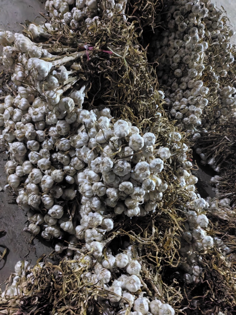 山东大蒜大量上市，辫子毛蒜，大量有货，欢迎老板联系。
