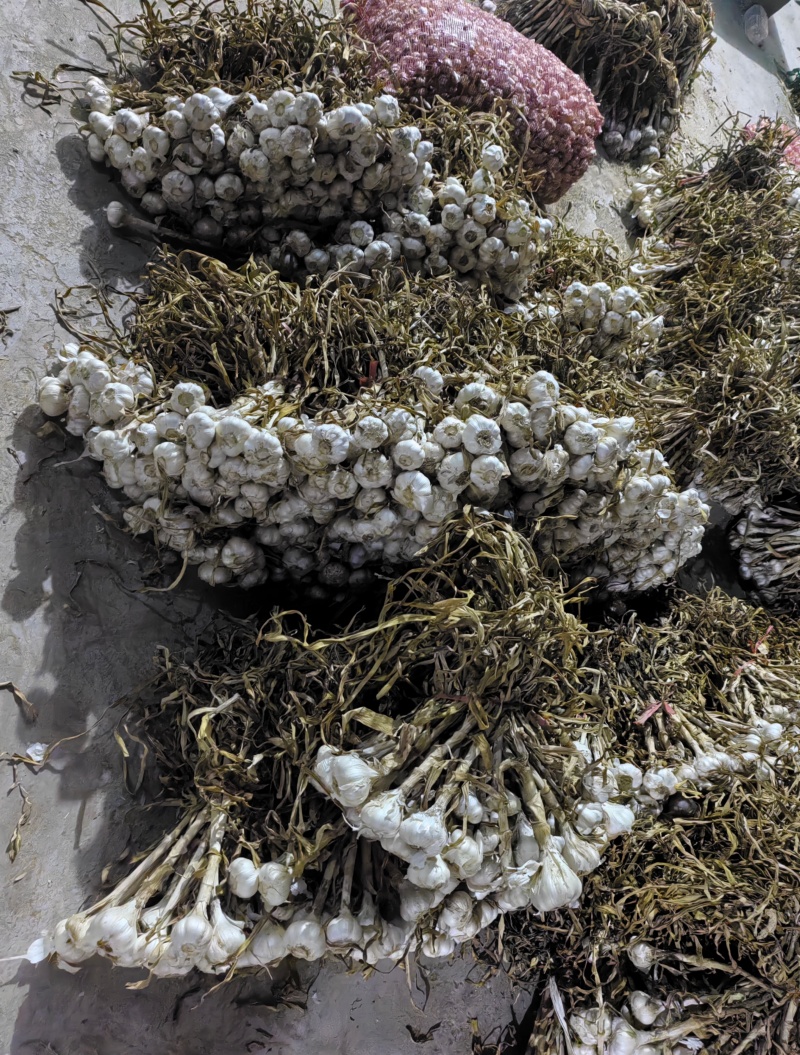 山东大蒜大量上市，辫子毛蒜，大量有货，欢迎老板联系。