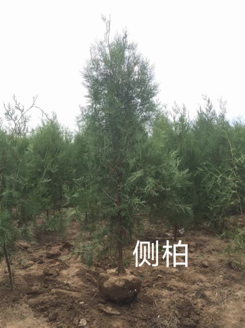 侧柏