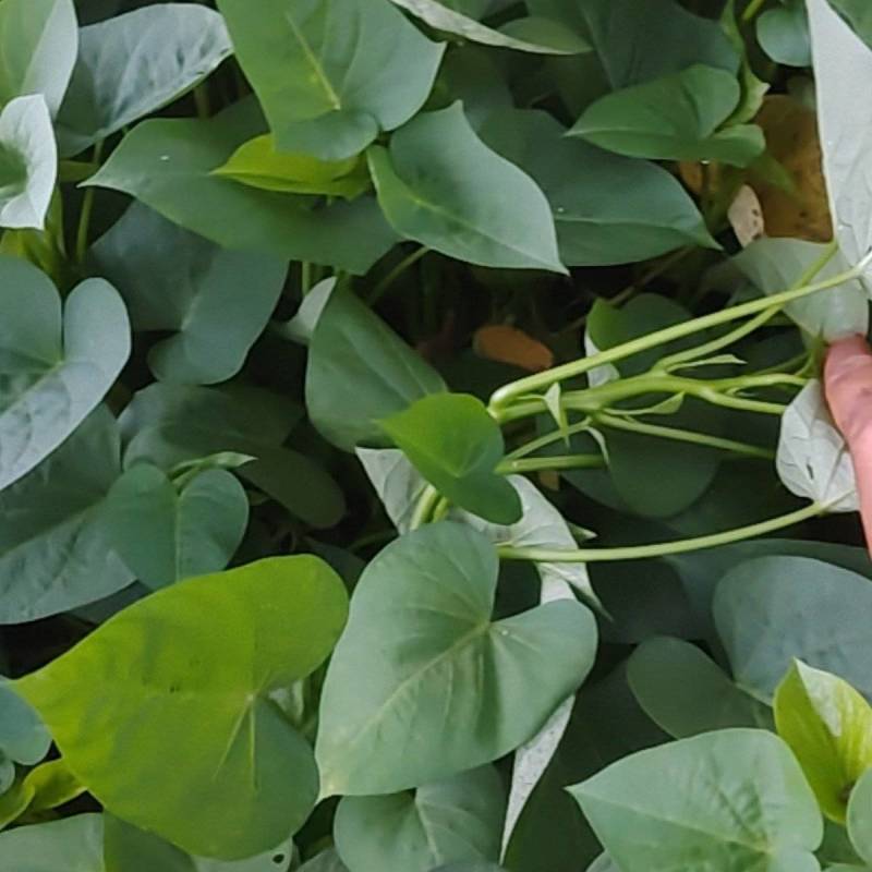 长期稳定货源量大