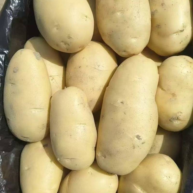 山东沂水土豆大量有货，3两以上，走车家0.4