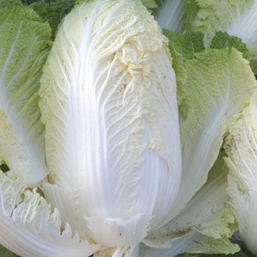 白菜