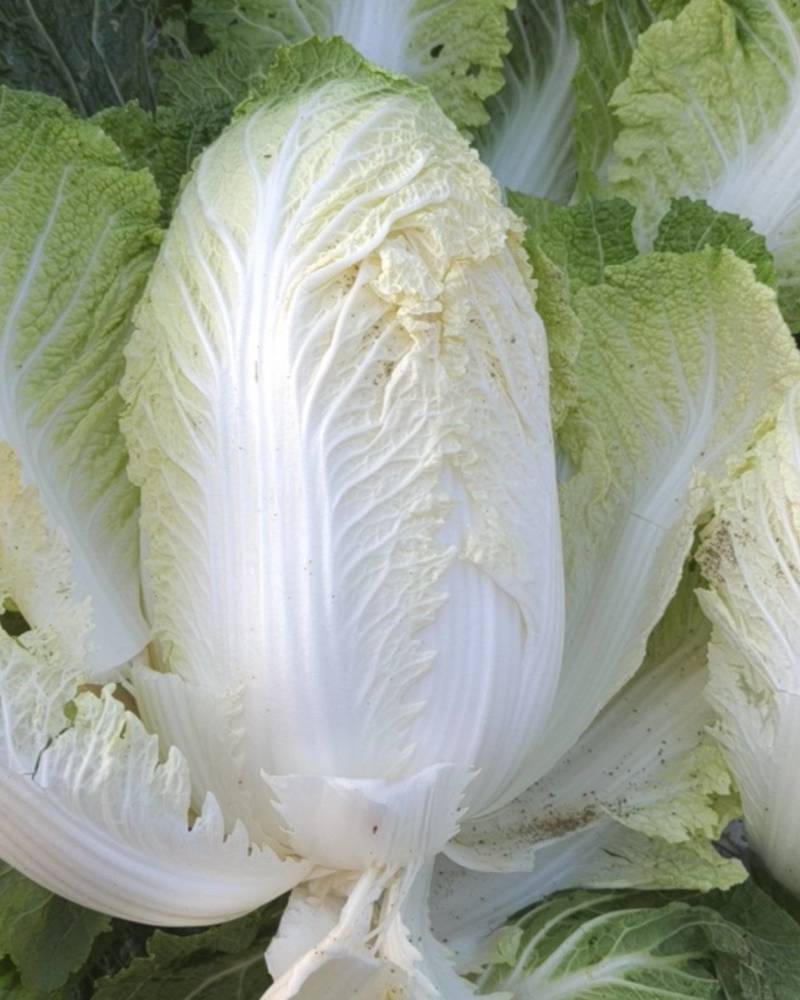 白菜