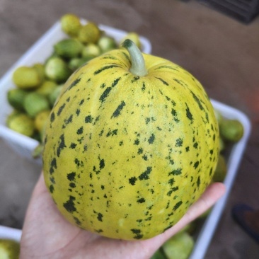 八里香花蜜甜瓜