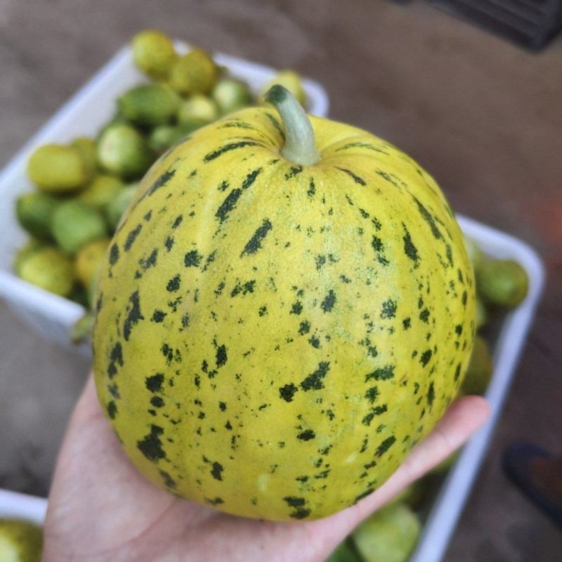 八里香花蜜甜瓜
