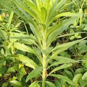飞蓬草