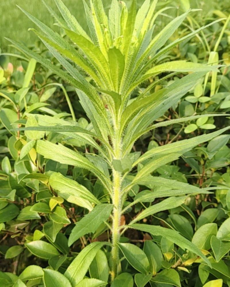 飞蓬草