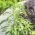 飞蓬草