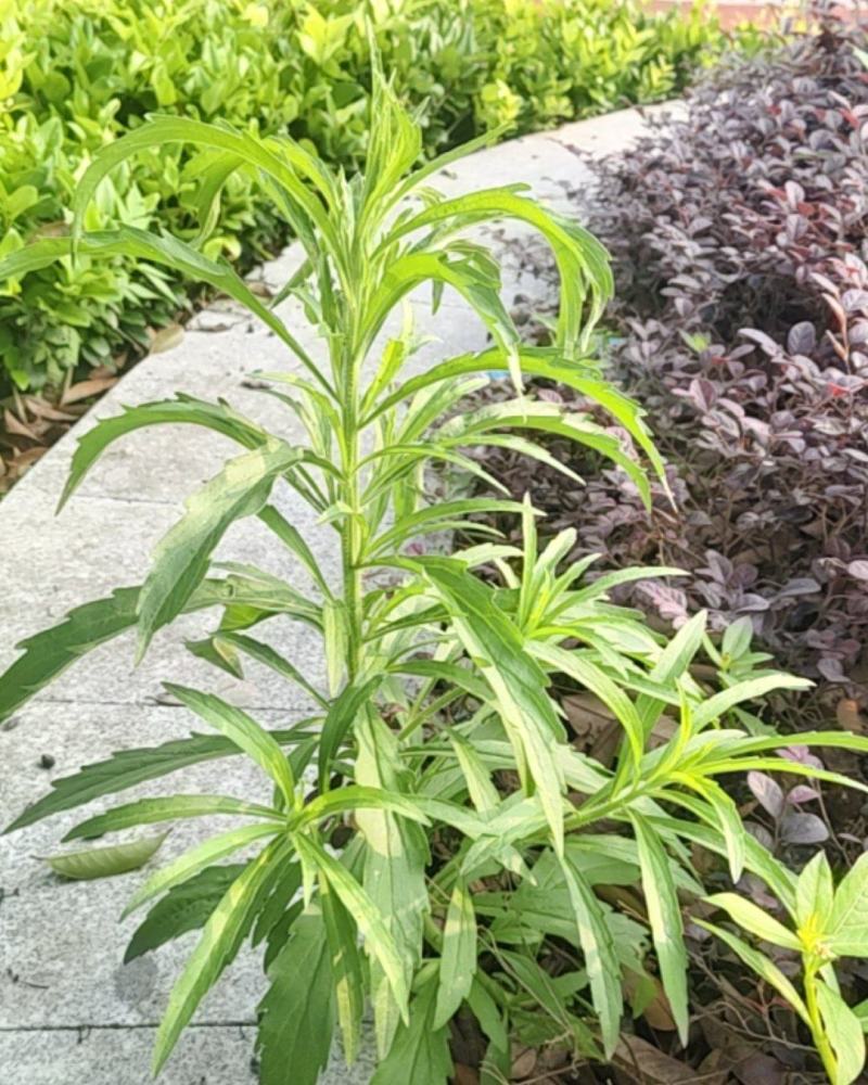 飞蓬草