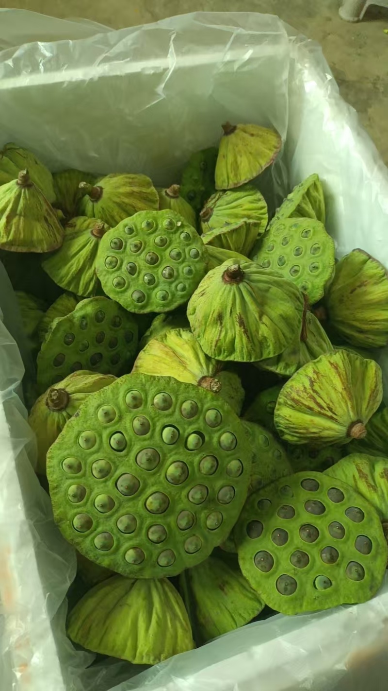新鲜花莲子，草莲子，莲蓬。颗粒大，粉糯。
