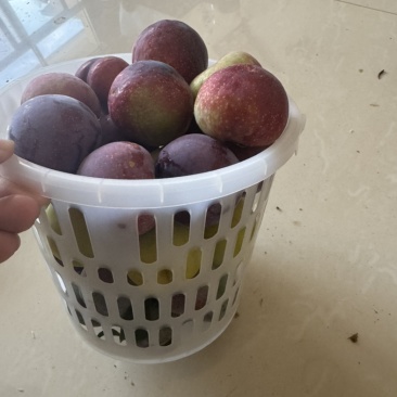我这里有李子什么品种的李子都有