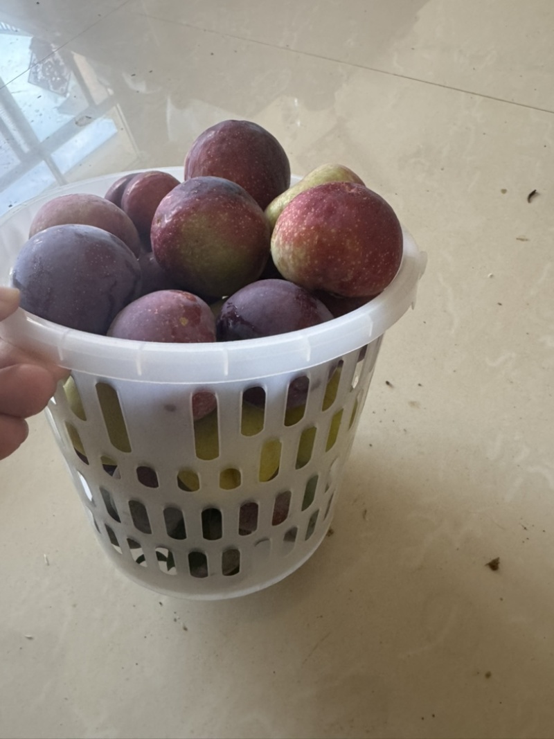 我这里有李子什么品种的李子都有
