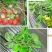 根多旺微生物菌剂高活性菌10亿/克专注作物根系健康