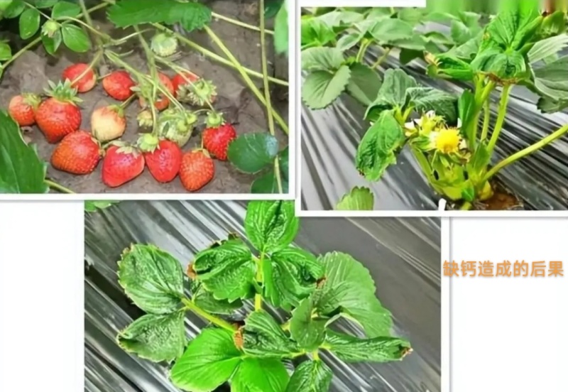 根多旺微生物菌剂高活性菌10亿/克专注作物根系健康