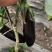 精品765烧烤茄大量下市