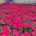 绿化苗木矮牵牛#基地批发#适合庭院花园小区绿化带