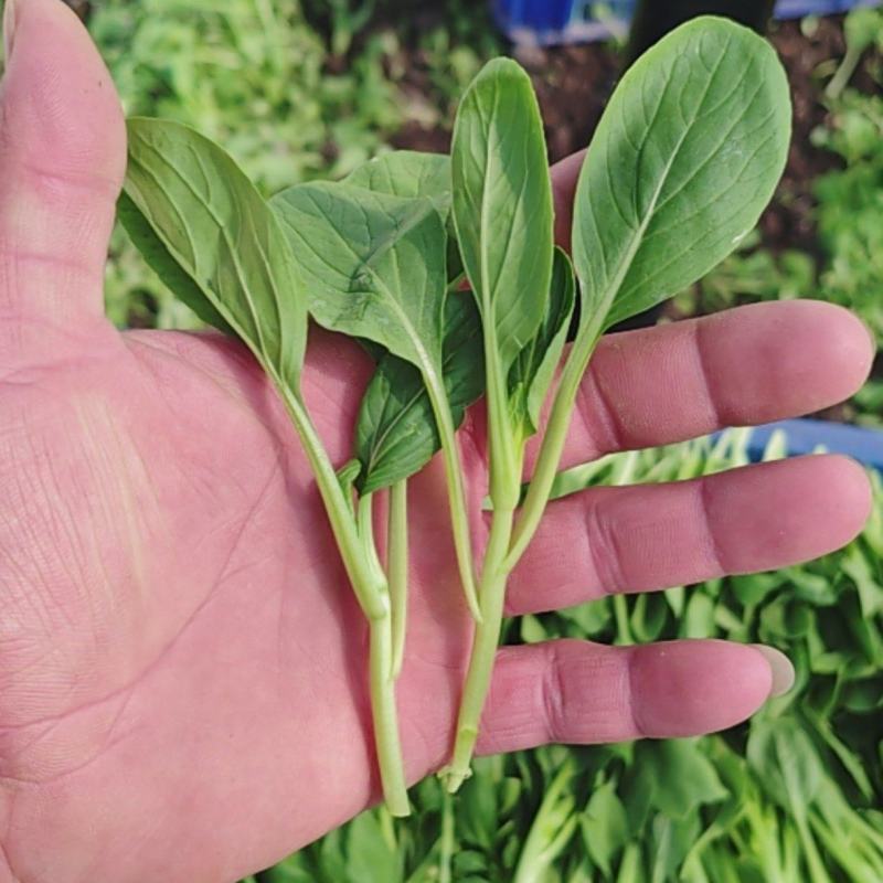 鸡毛菜！