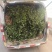 新品种金银花产量高，一株2-5斤，一年开花收益