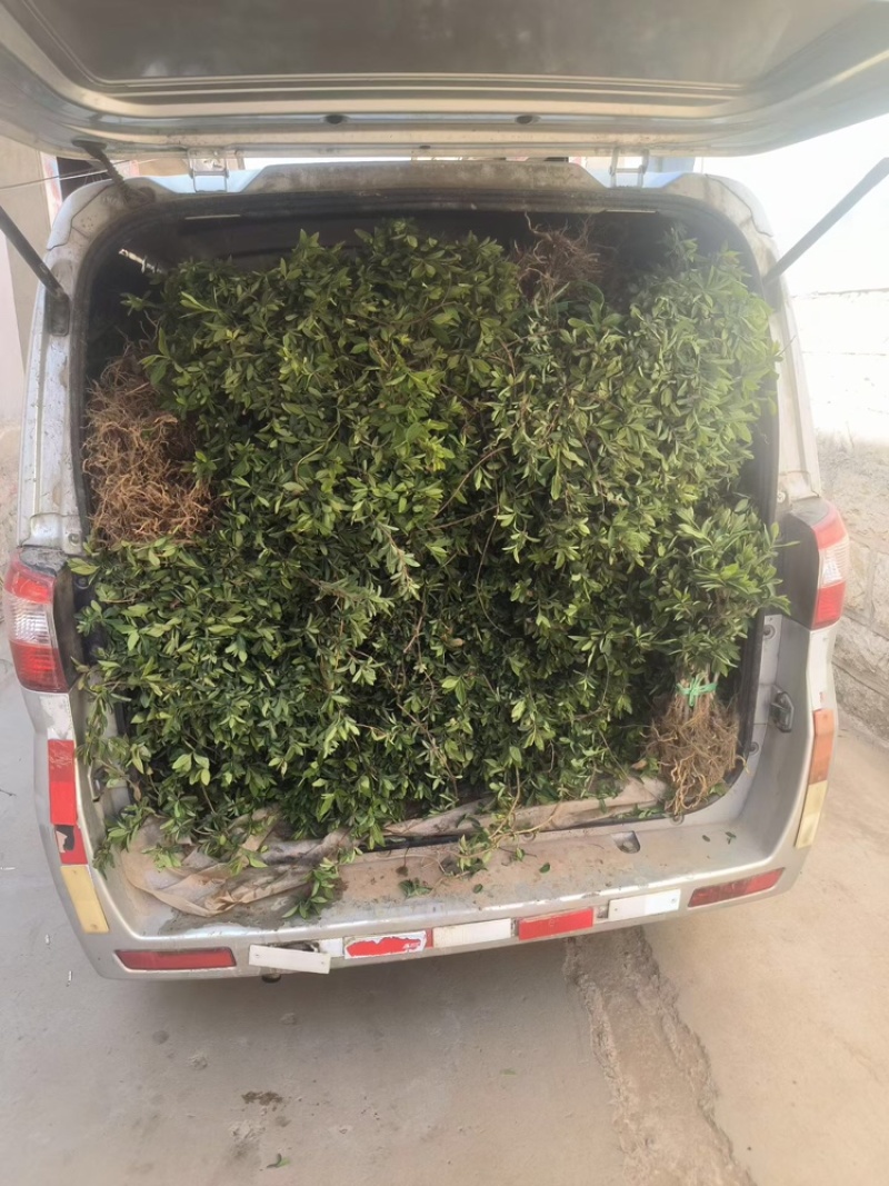 新品种金银花产量高，一株2-5斤，一年开花收益