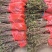新品种金银花产量高，一株2-5斤，一年开花收益